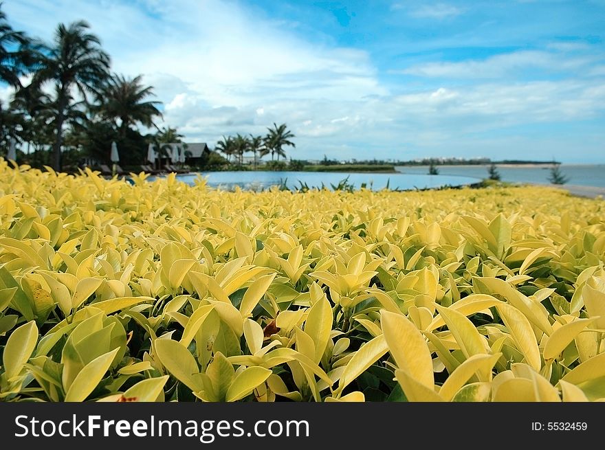 Yellow leaves under blue sky