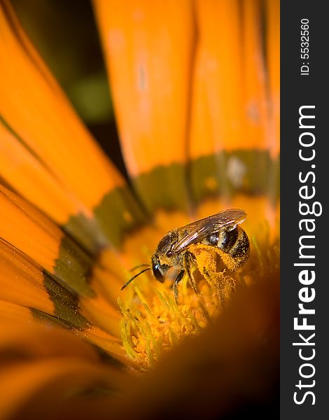 A working bee in a chrysanthemum