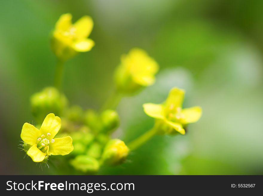 Macro yellow flower background with copy space for text