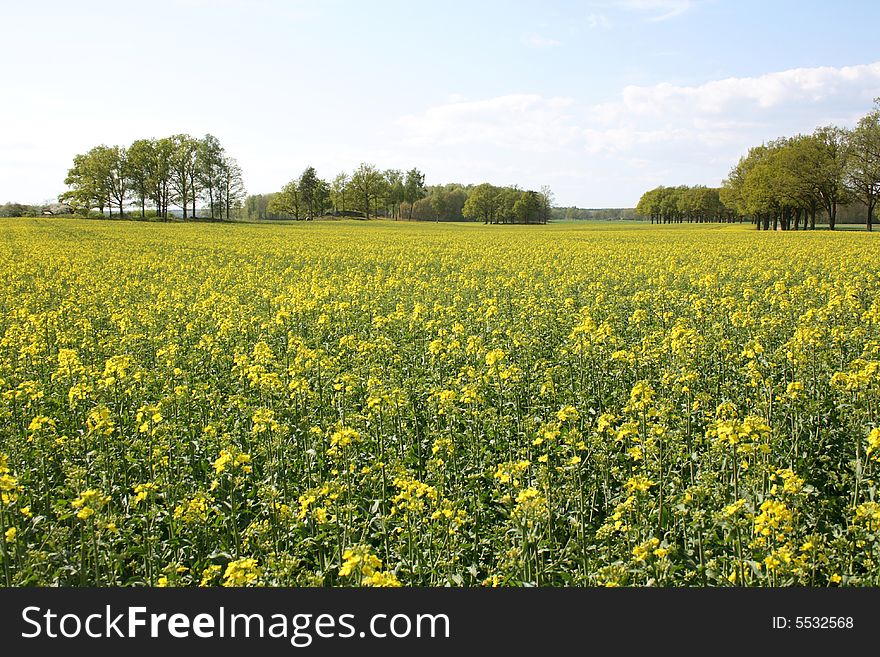 Oilseed rape in the process of blooming