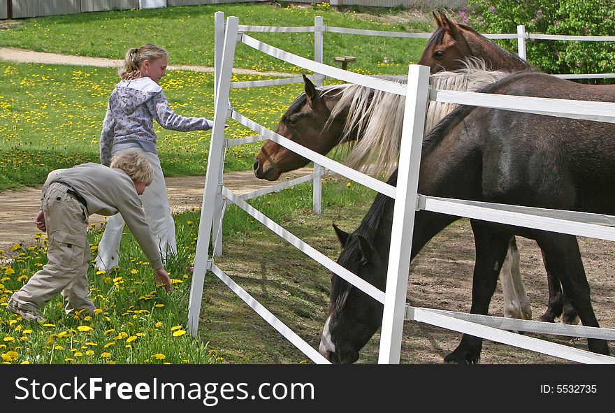 Two young kids feeding dandilions to the horses. Two young kids feeding dandilions to the horses