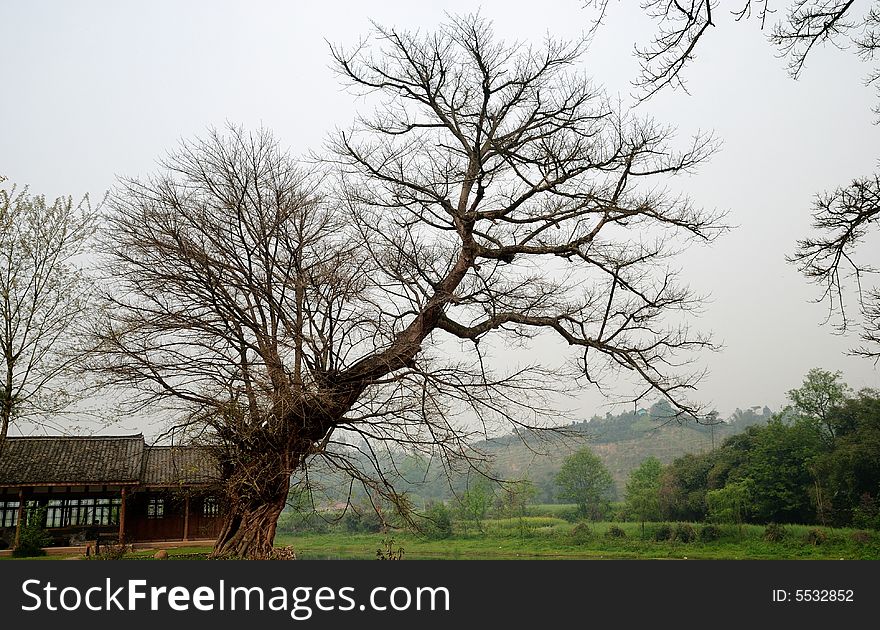 Old tree at Xi Lai Ancient Town. Old tree at Xi Lai Ancient Town.