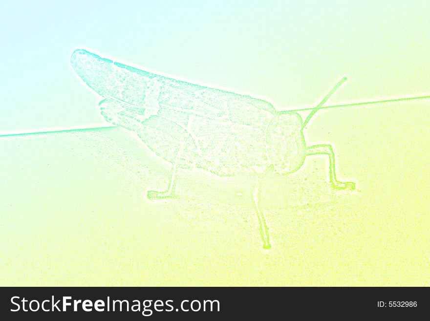 Grasshopper with varicoloured texture in the manner of background abstract scene