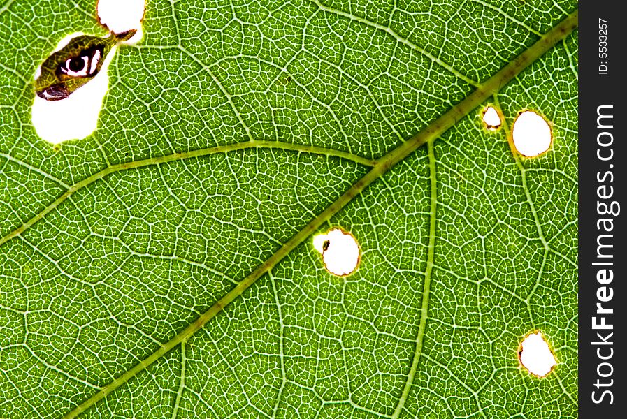 Close up of green leaf texture