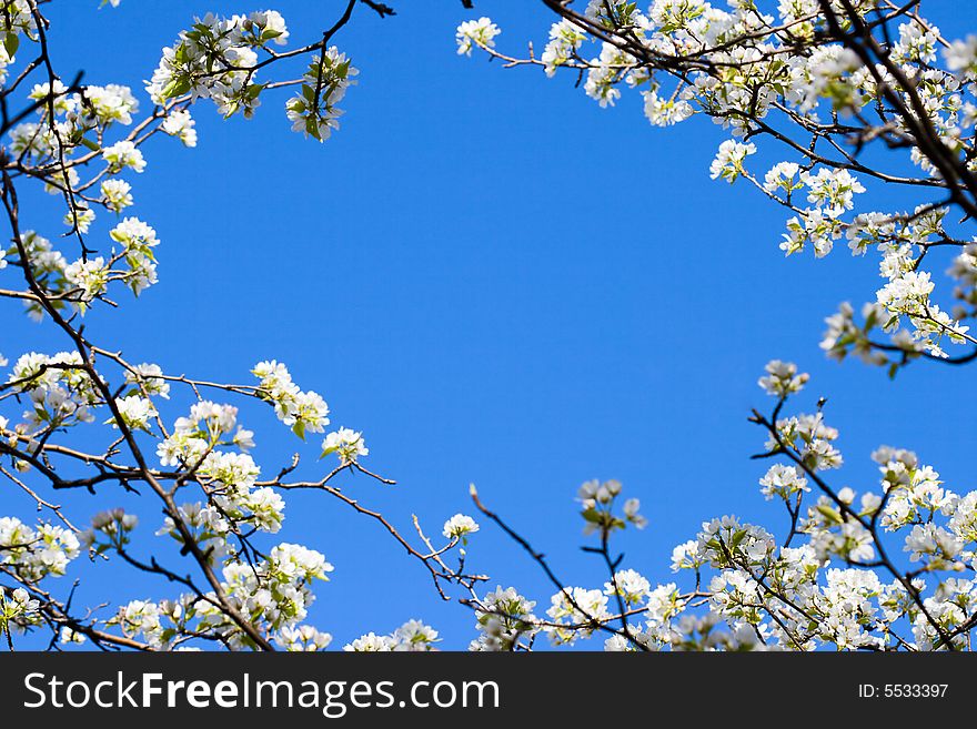 Closeup abloom apple tree with blue sky background