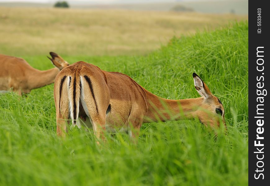 I took this picture at Krugersdorp Nature Reserve,South Africa. I took this picture at Krugersdorp Nature Reserve,South Africa.