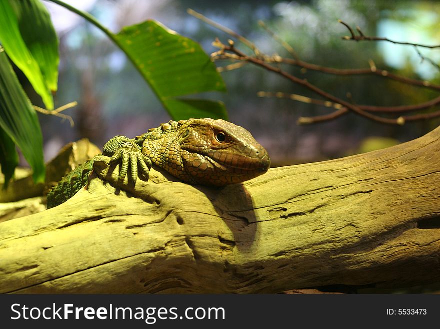 Iguana on Log