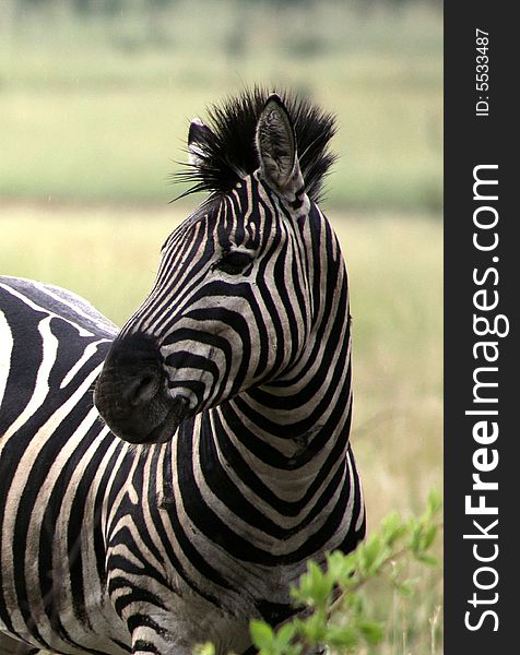 Close-up picture of an African zebra was taken in Pilansberg National Park in North West Province of South Africa