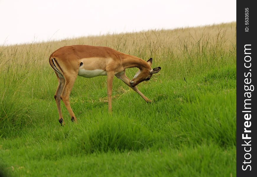 I took this picture at Krugersdorp Nature Reserve,South Africa. I took this picture at Krugersdorp Nature Reserve,South Africa.