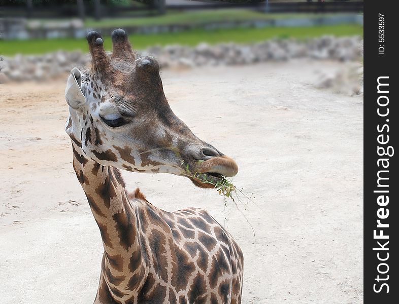 Giraffe in zoo, a close up