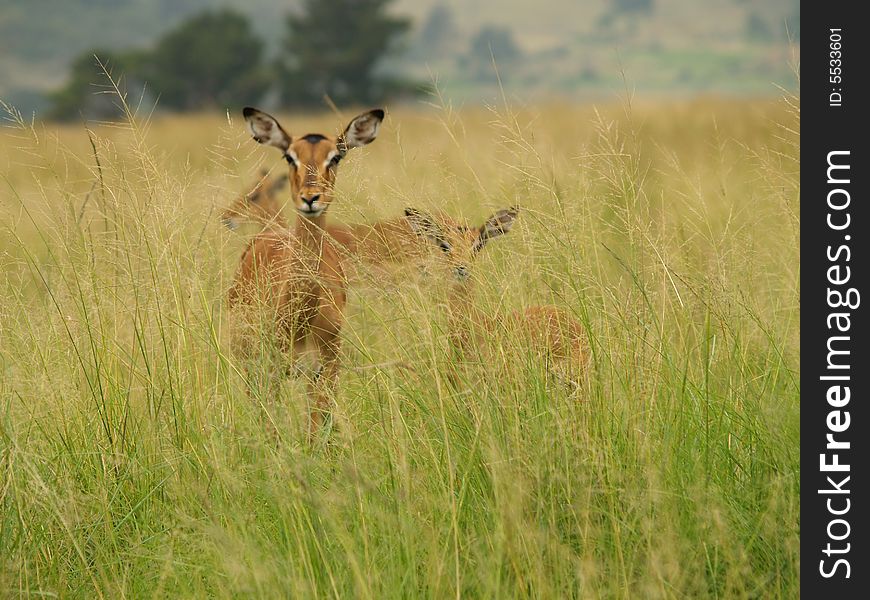 Impala