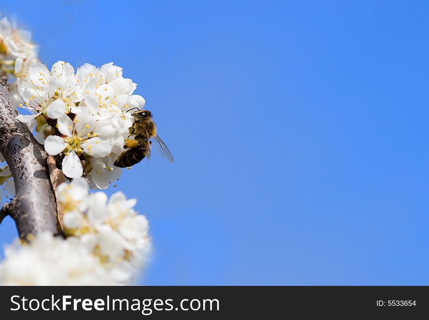 Bee sitting on the wild pear flower with blue sky background