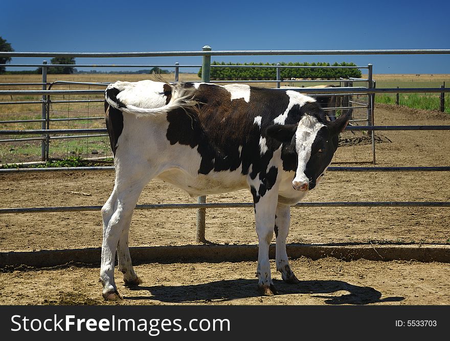A Holstein heifer in the farm Victoria Australia. A Holstein heifer in the farm Victoria Australia