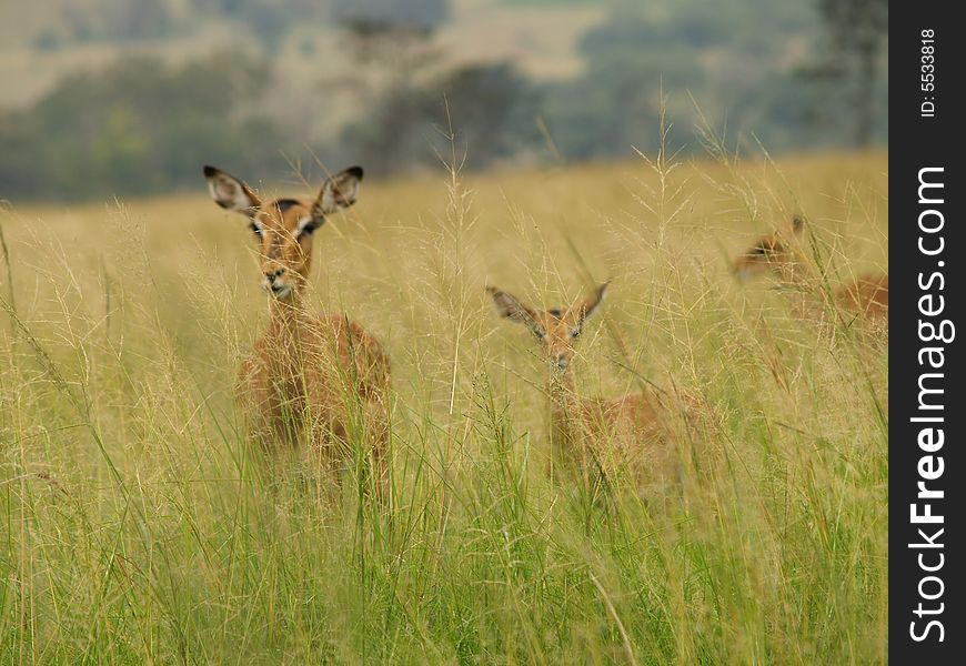 Impala