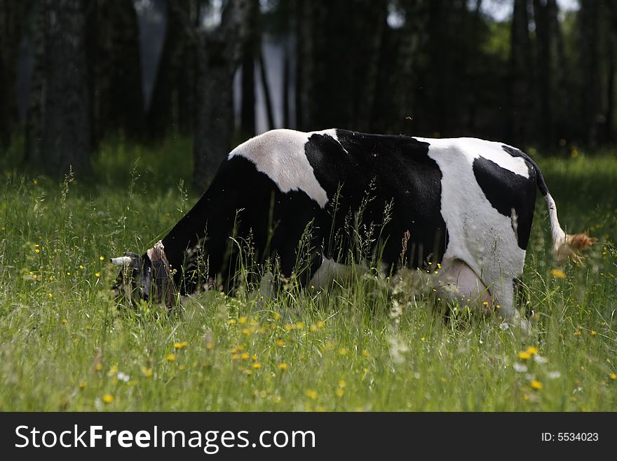 Cow eats grass on a meadow