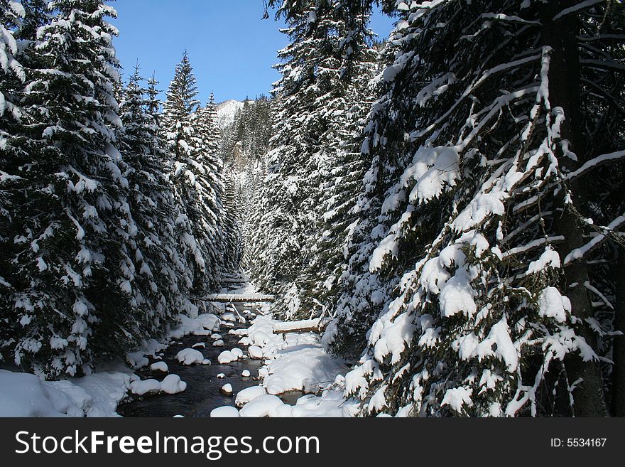 Fragment of forest during the winter. Fragment of forest during the winter