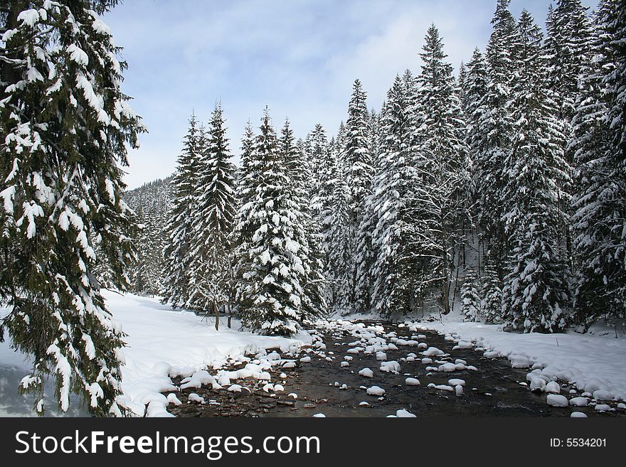 Forest in Tatra Mountains, Trees and Snow. Forest in Tatra Mountains, Trees and Snow