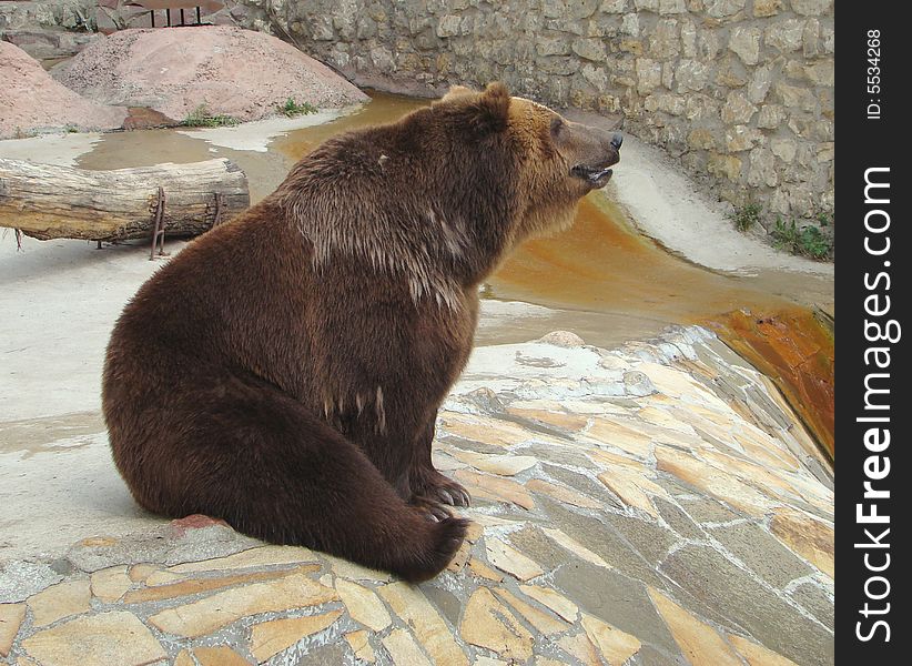 Rocky coast on which the brown bear Ursus arctos arctos  sits