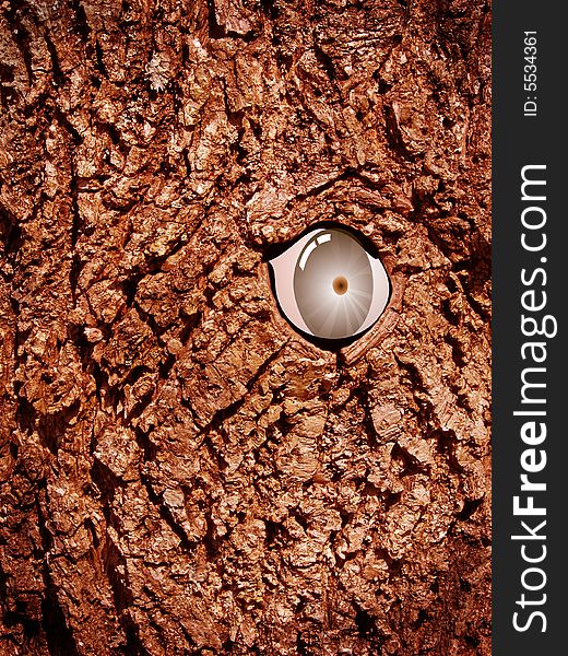 Close-up of a tree with an eye. Close-up of a tree with an eye