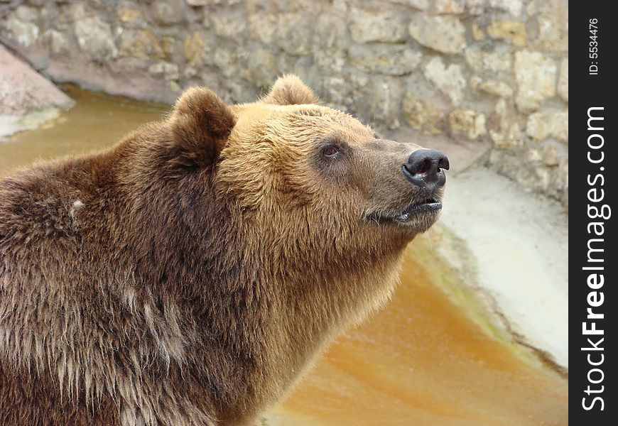 Rocky coast on which the brown bear Ursus arctos arctos sits