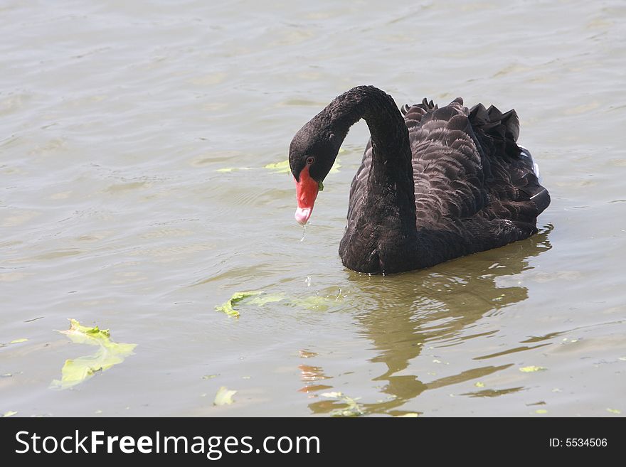 A leisurely black swan on water.
