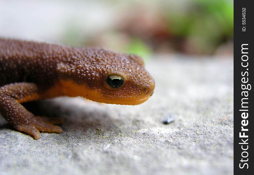 Macro shot of a lizard. Macro shot of a lizard