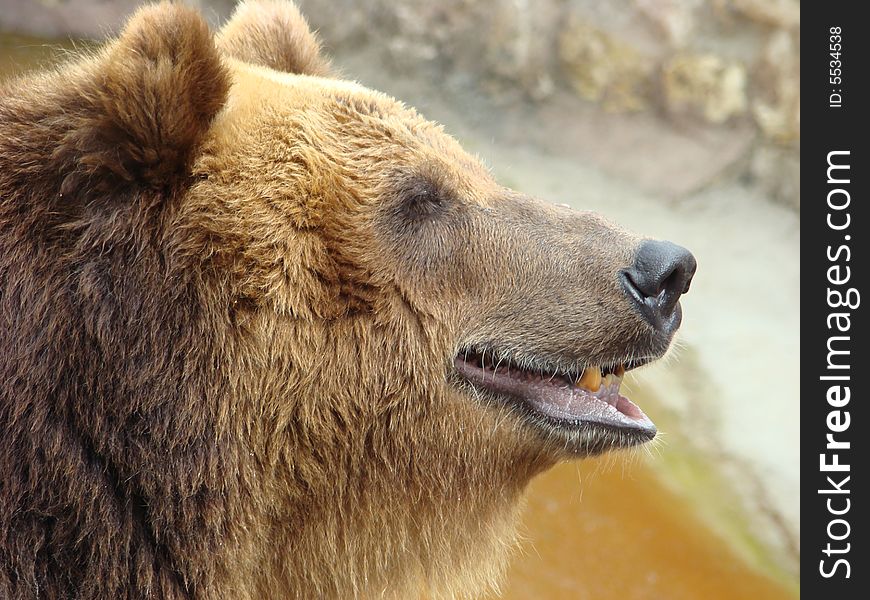 Rocky coast on which the brown bear Ursus arctos arctos sits