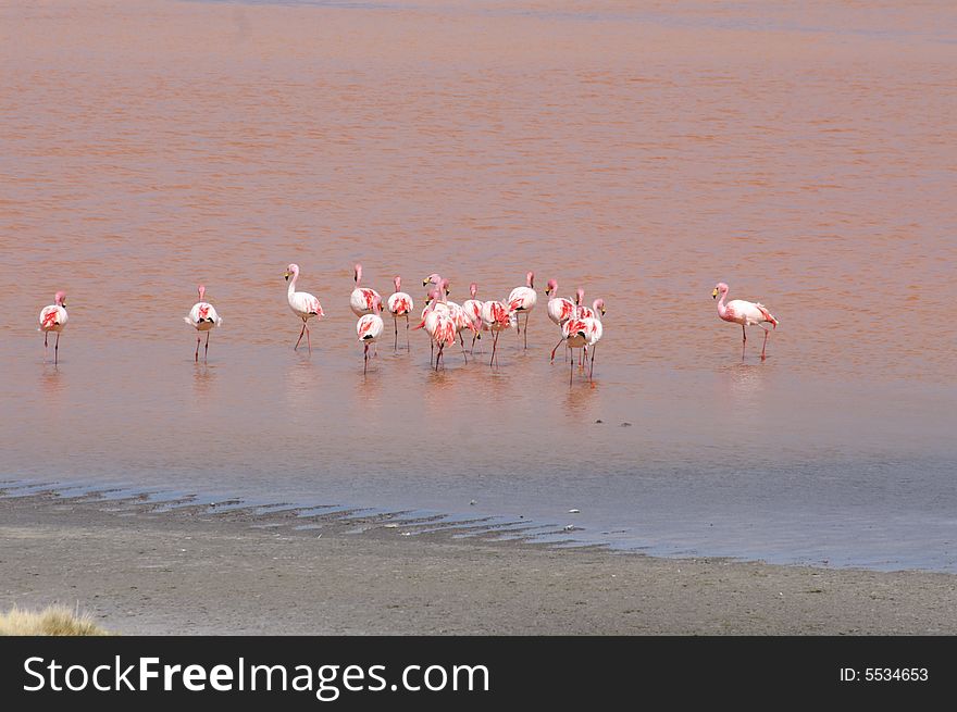 Flamingos on the Laguna Colorado. Flamingos on the Laguna Colorado