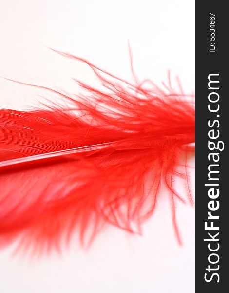 Close up: Part of feather in red colour on white background. Close up: Part of feather in red colour on white background.