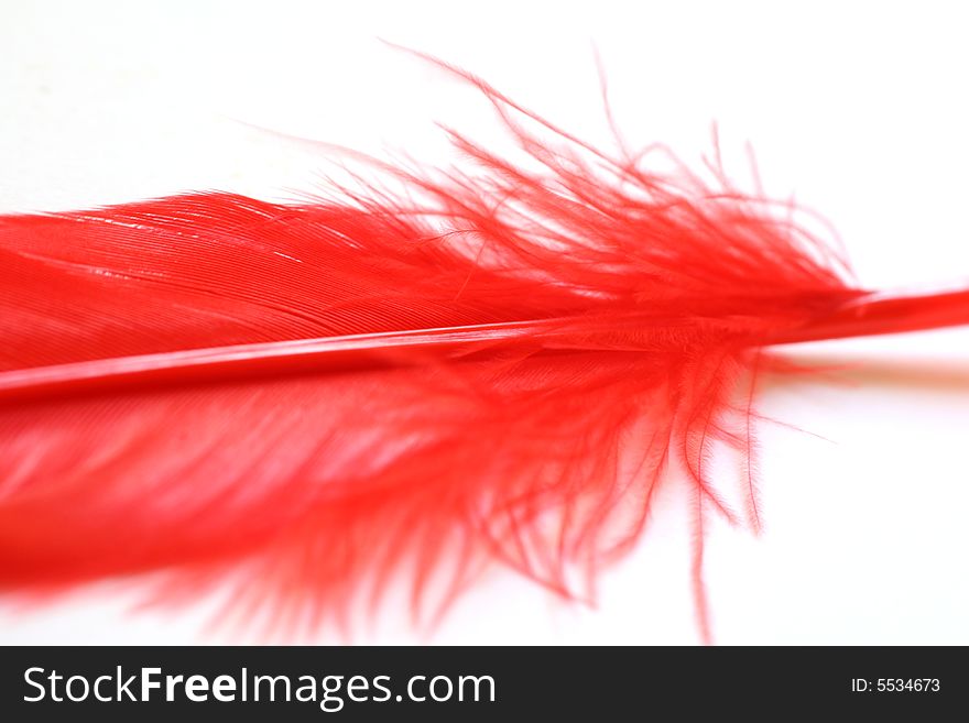 Close up: Part of feather in red colour on white background. Close up: Part of feather in red colour on white background.