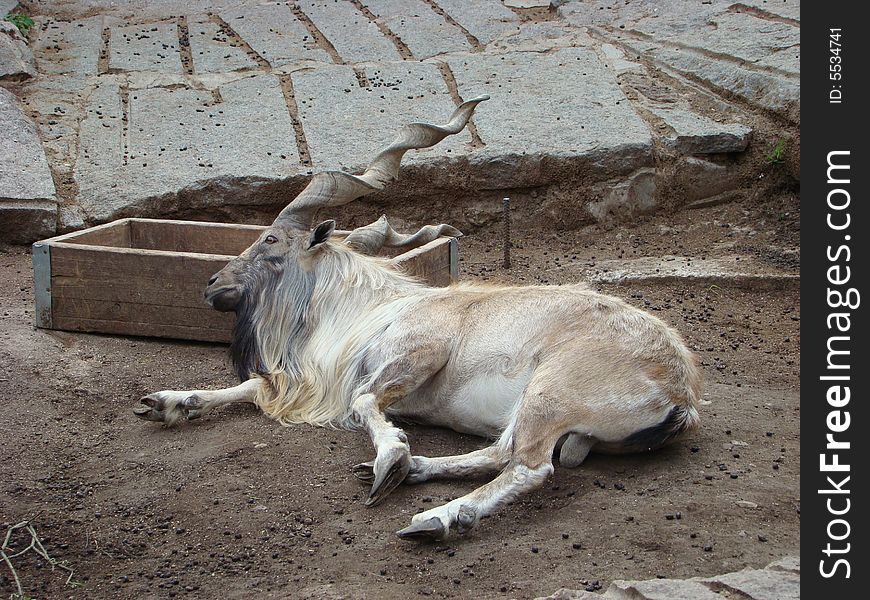 Goat with twisted horns Capra falconeri lays at the feeding trough. The inhabitant of remote mountains of Central Asia