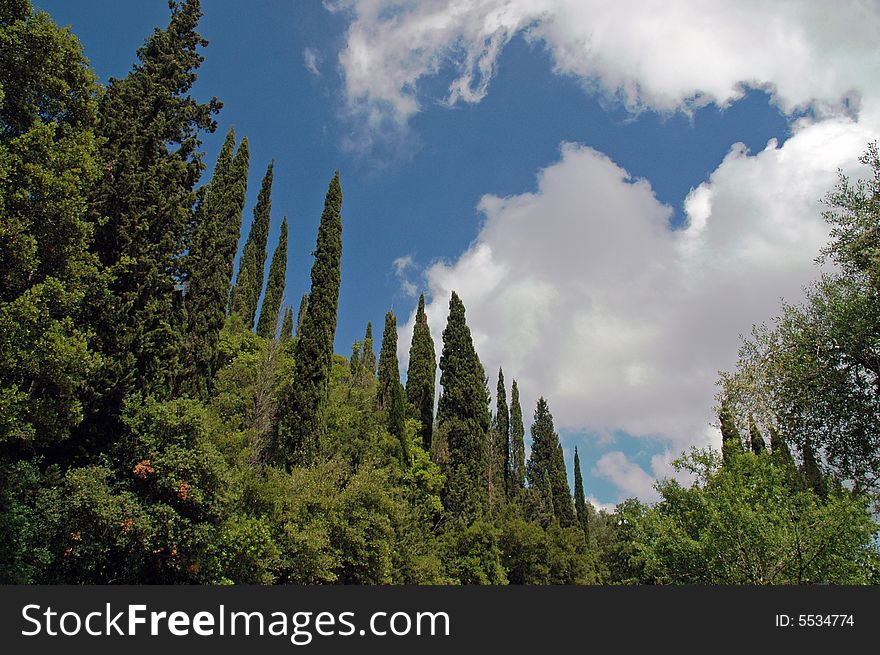 View Of Cyprus Forest In Greek Island