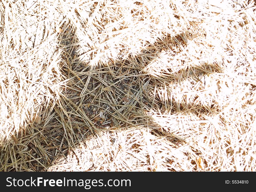 Dead Fir-needles In The Hand Shade