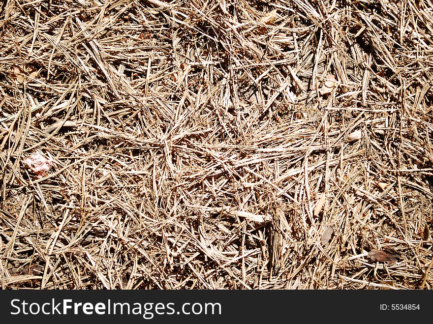 Dead fir-needles, summer background, texture