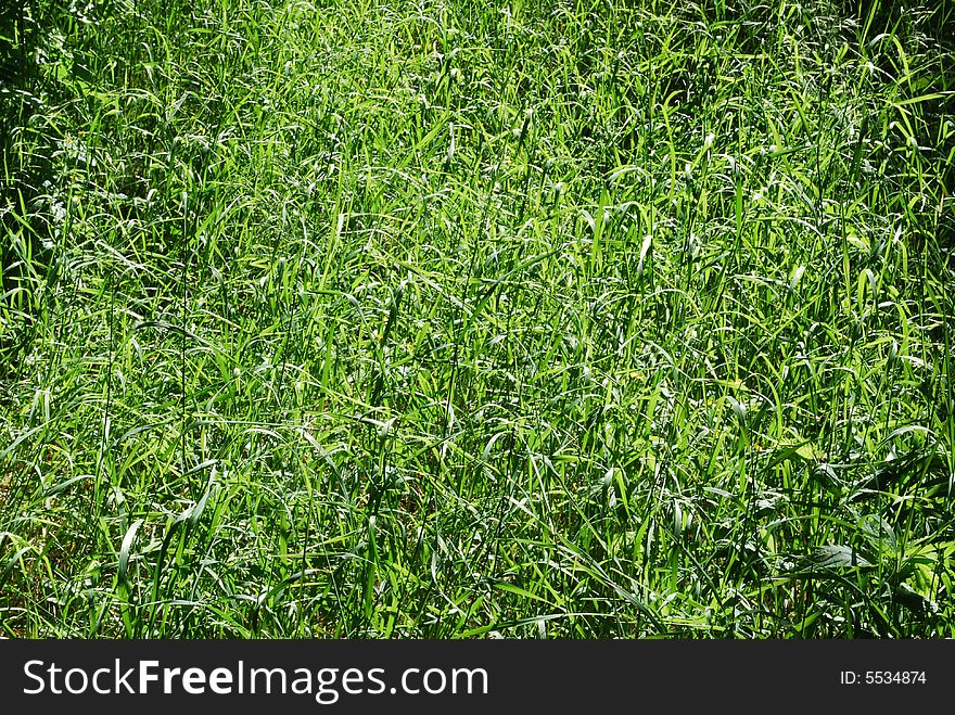 Green grass, summer background, texture