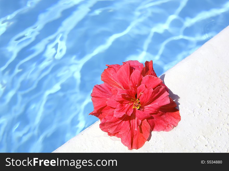 Pink Hibiscus Floating on Swimming Pool (have space for text)