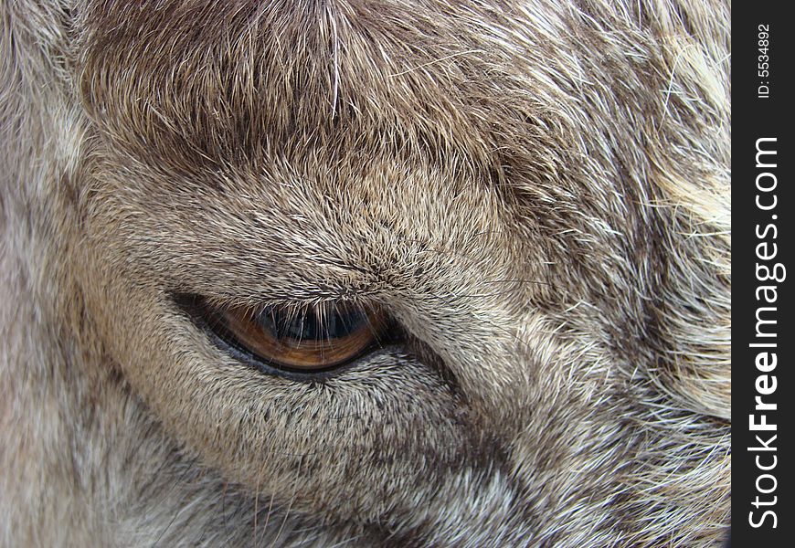 Sight Of A Mountain Goat Capra Falconeri