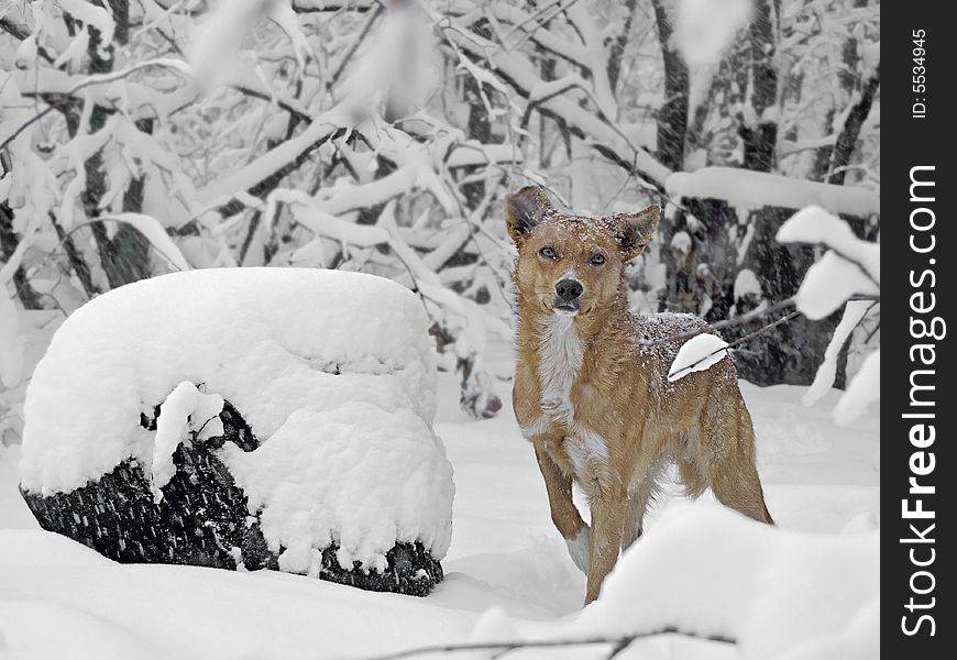 A red dog is in the snow-bound forest