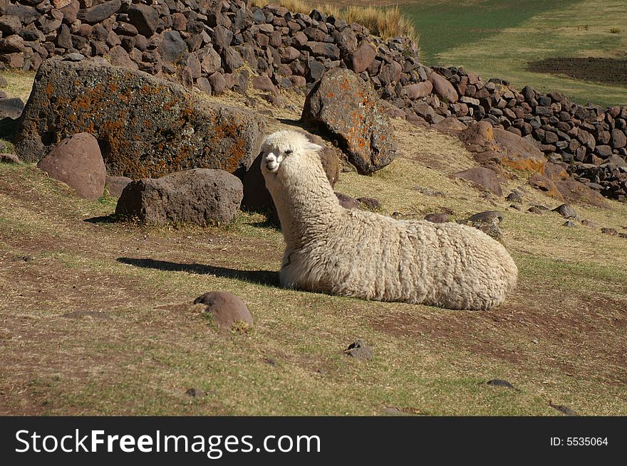 Llamas at the site of Sillustani