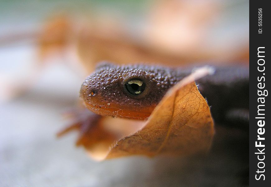Close Up Lizard
