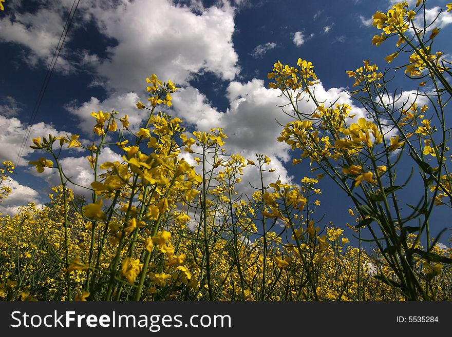 A yellow rape field with blue sky and white puffy clouds. A yellow rape field with blue sky and white puffy clouds