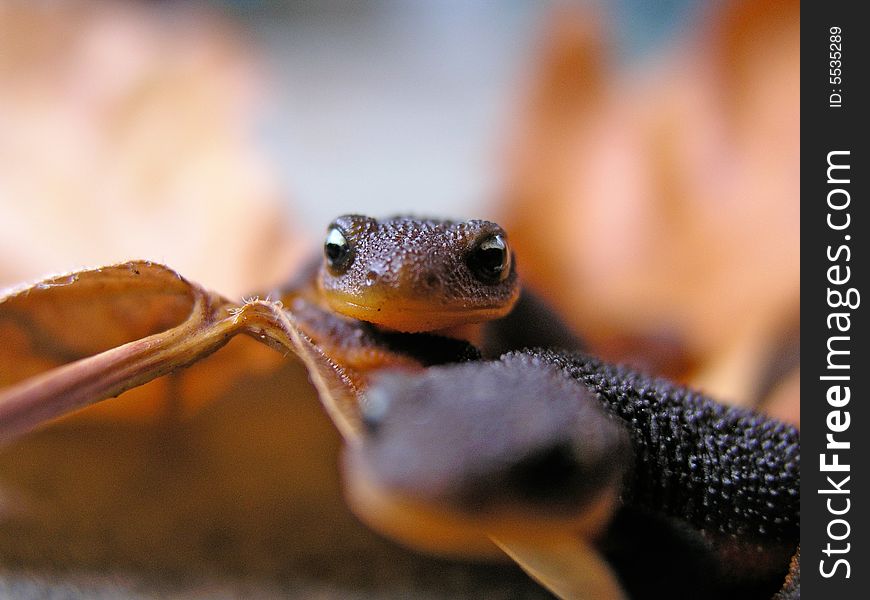 Close Up Lizard
