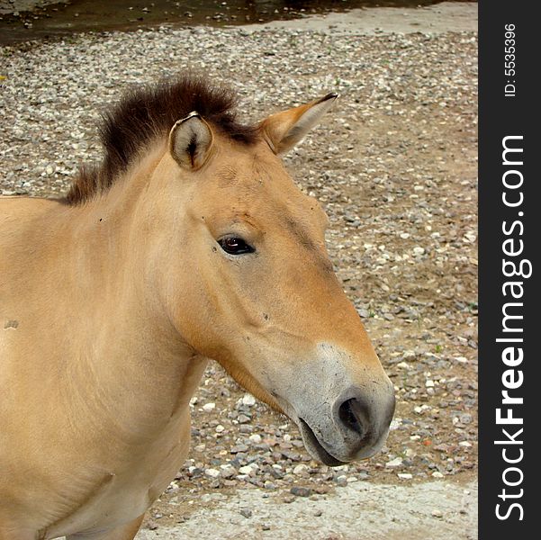 Horse Przhevalskogo Equus przewalskii