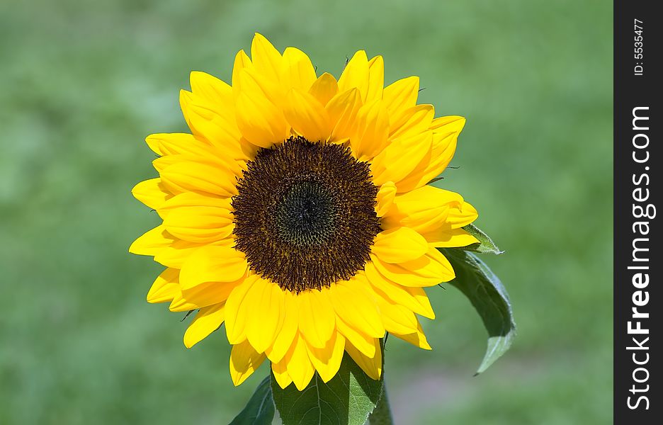 Sunflower in the Juckerfarm garden (near Zurich, Switzerland)