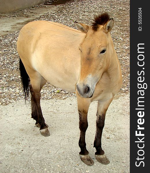 Horse Przhevalskogo Equus przewalskii