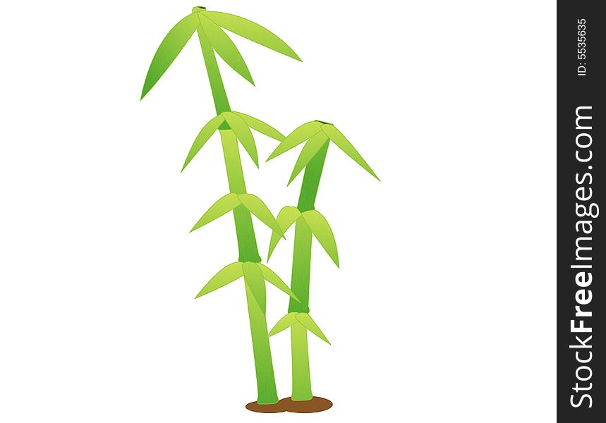 Illustrated plant named Green bamboo