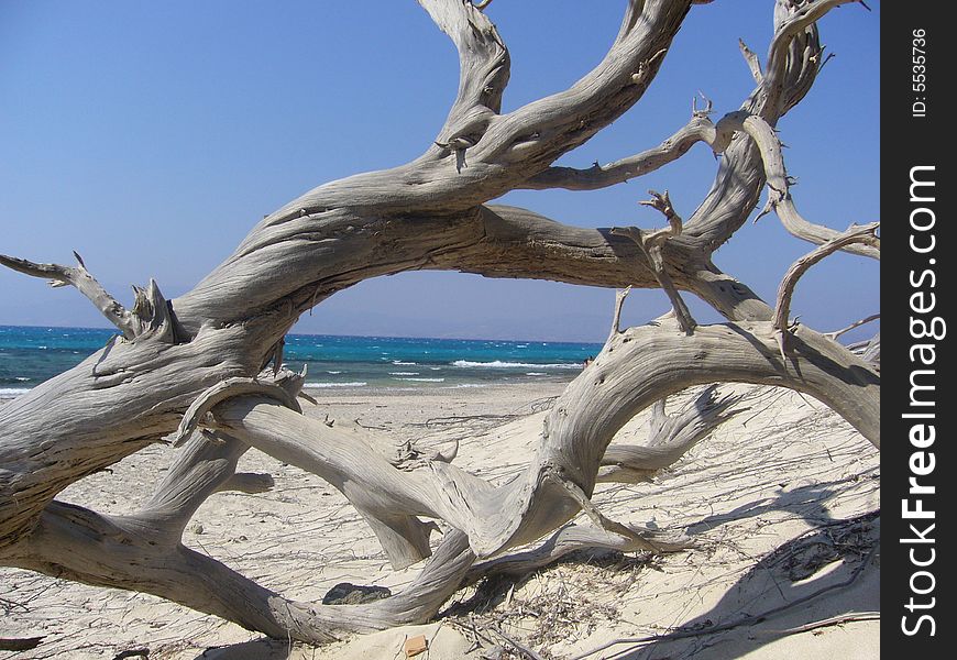 Trees on sand on small island near creta grece