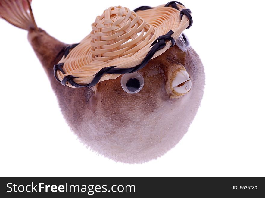 Dried puffer fish in hat souvenir