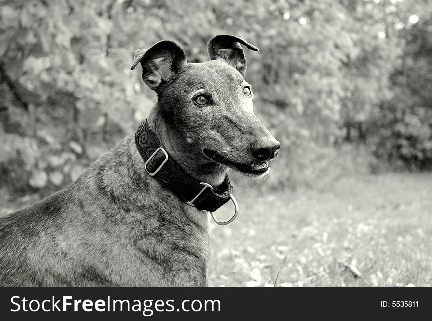 A portrait of a retired racing greyhound. A portrait of a retired racing greyhound.