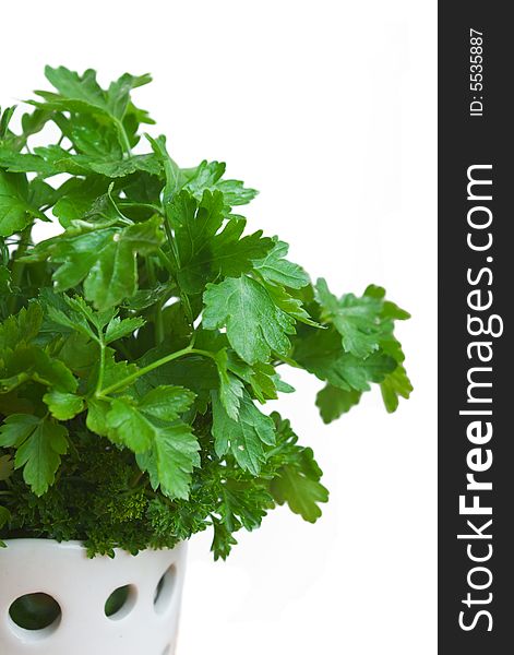 Parsley in white vase